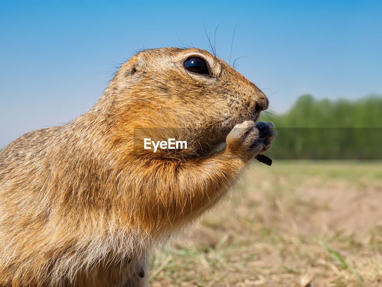 animal, animal themes, animal wildlife, one animal, mammal, prairie dog, wildlife, whiskers, rodent, squirrel, nature, no people, side view, animal body part, close-up, profile view, eating, outdoors, brown, day, portrait, sky, cute