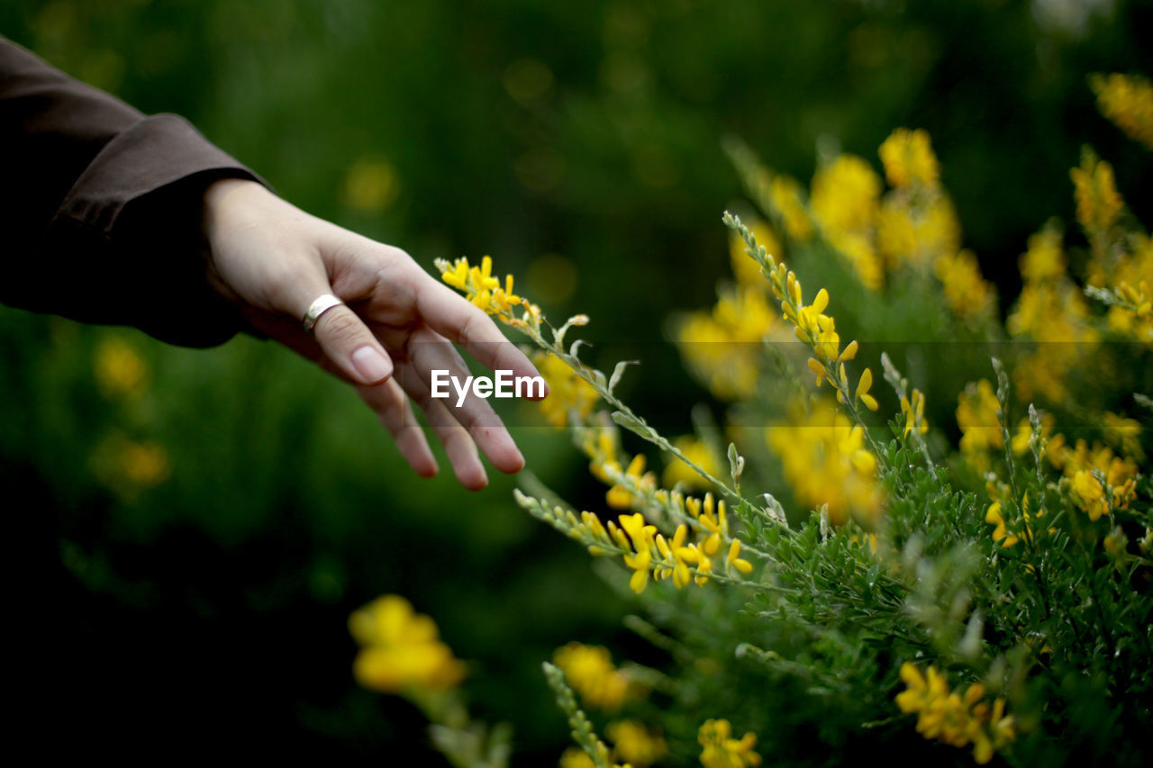 Hand of a woman reaching yellow flowering plants on field