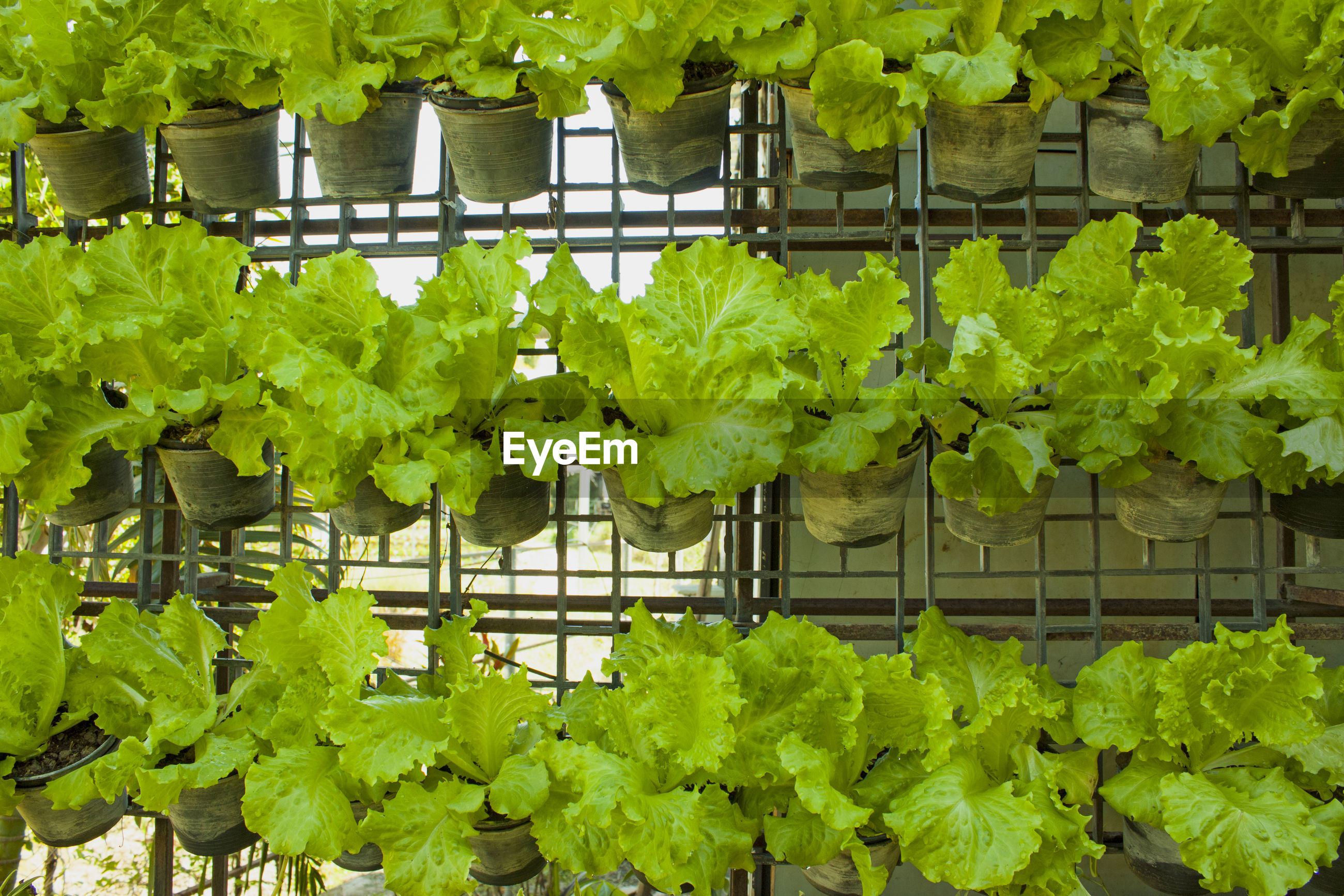 Plants growing by fence against wall ID 135553683