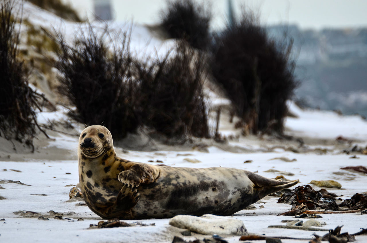 Seal on beach in winter