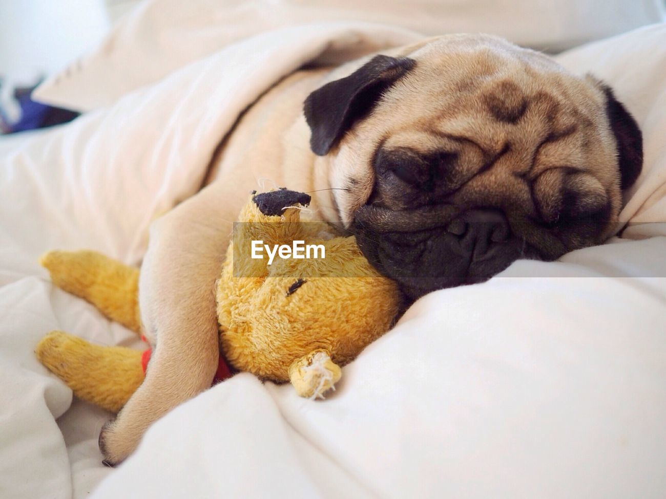 sleeping dog stuffed animal