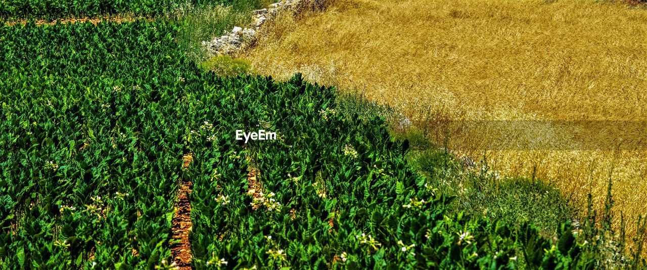 HIGH ANGLE VIEW OF CROP GROWING ON FIELD