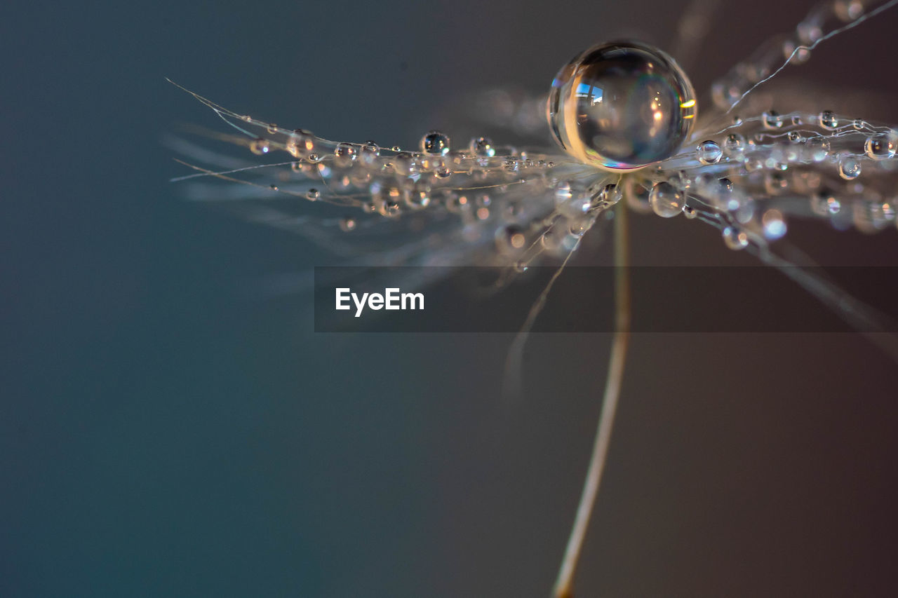 Water drops on a dandelion seed