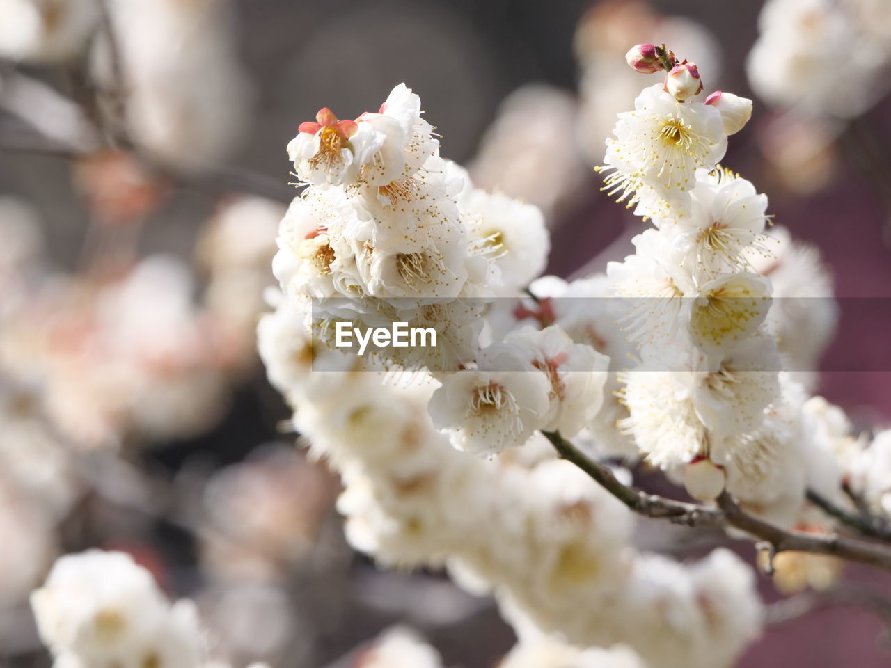 CLOSE-UP OF CHERRY BLOSSOM