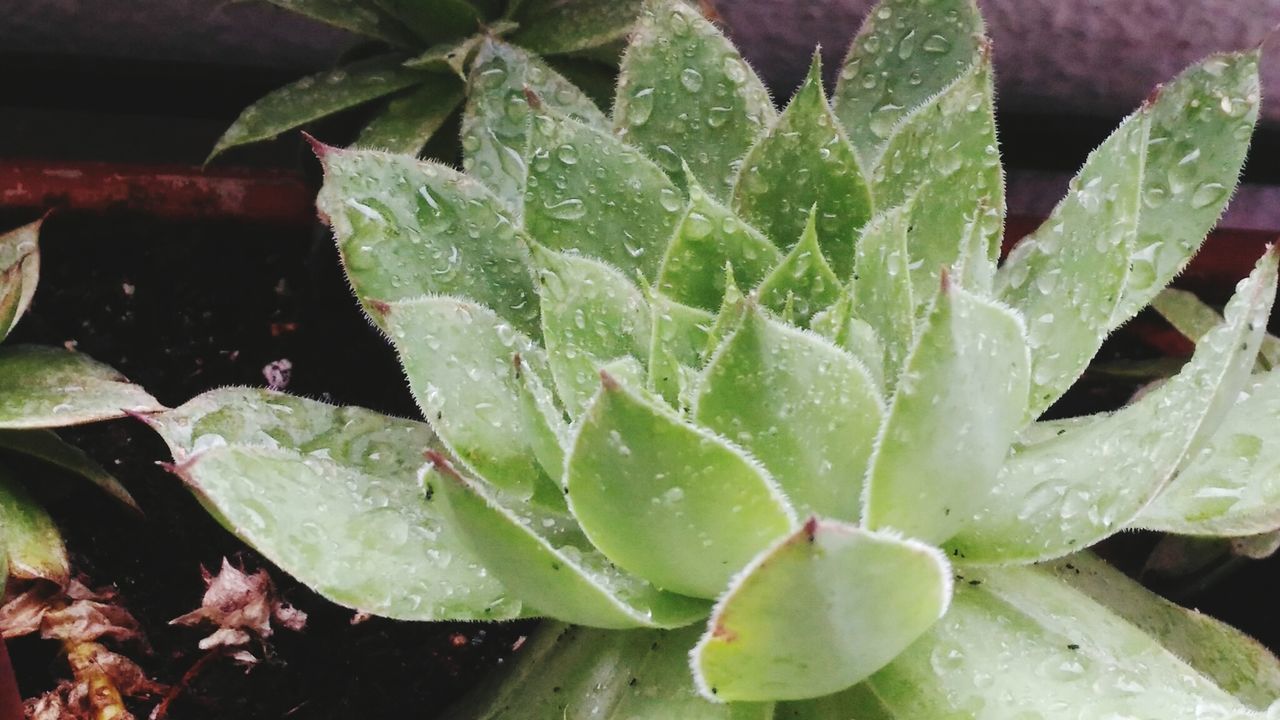 HIGH ANGLE VIEW OF RAINDROPS ON LEAVES