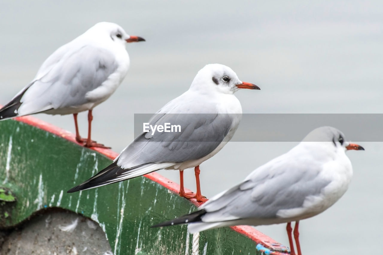 CLOSE-UP OF SEAGULLS PERCHING ON A WATER
