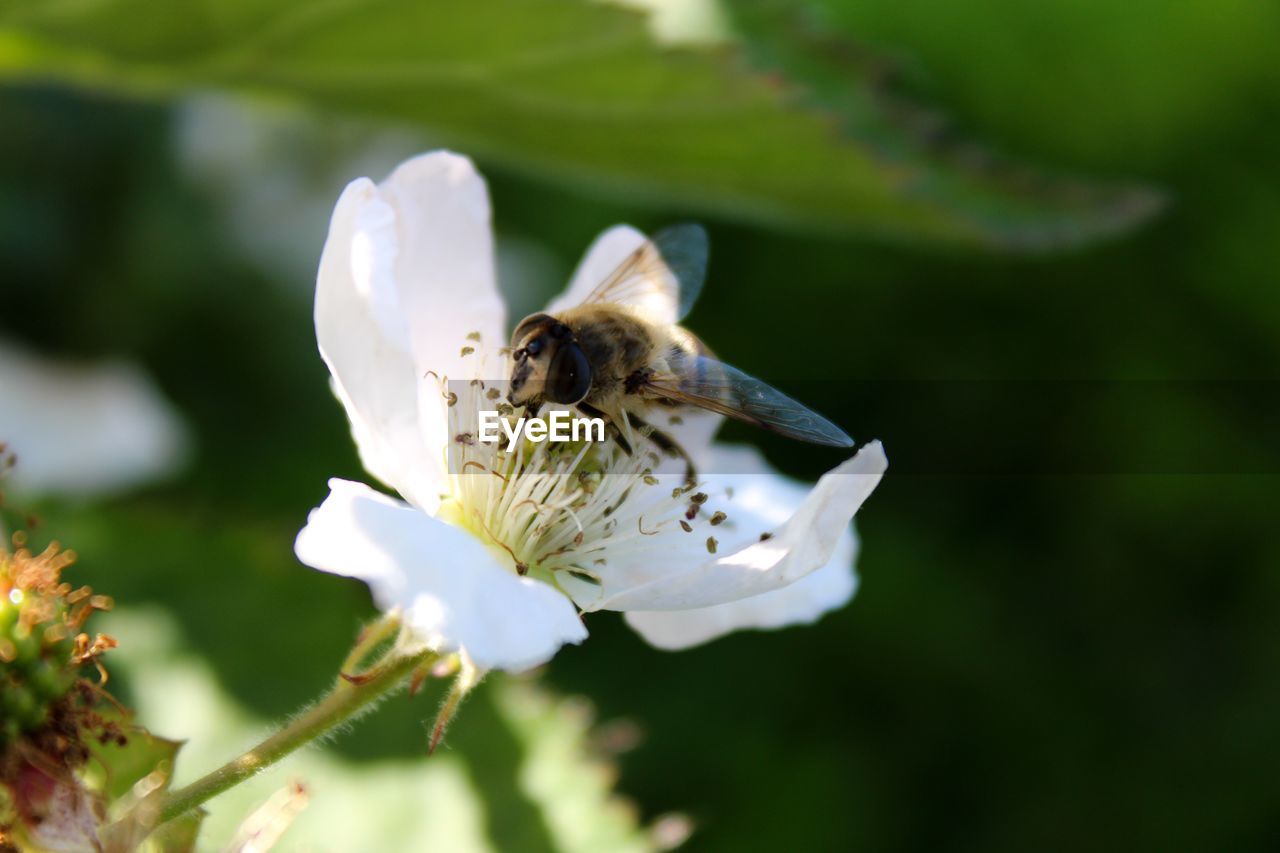 CLOSE-UP OF BEE POLLINATING ON WHITE FLOWER