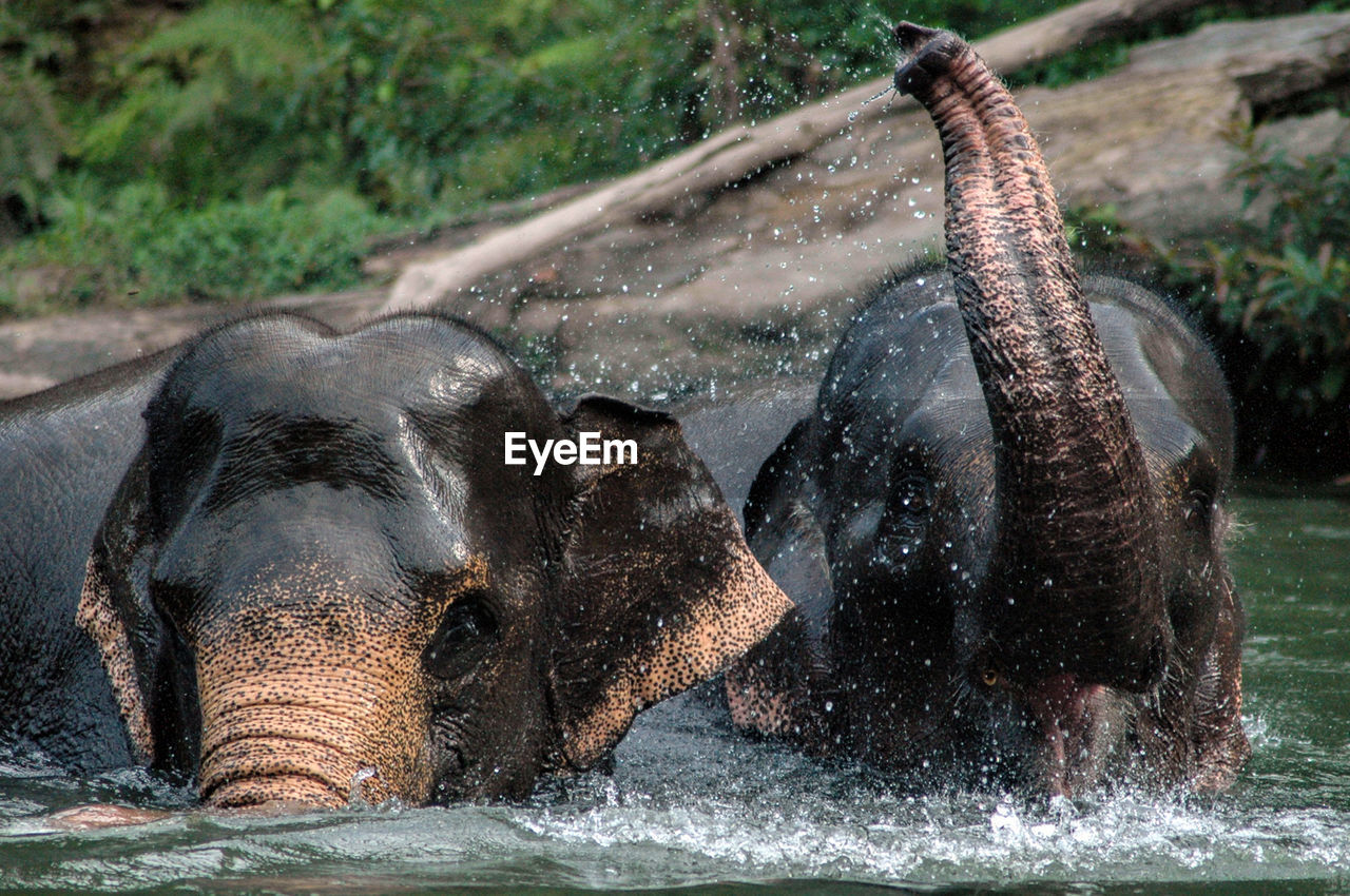 Close-up of elephants in lake