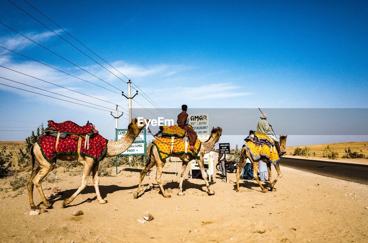 Man sitting on camel against sky