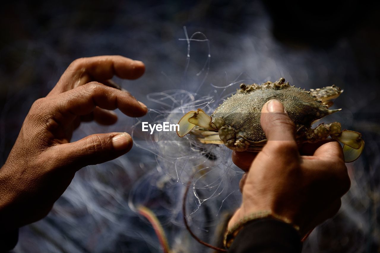 Cropped image of man holding crab