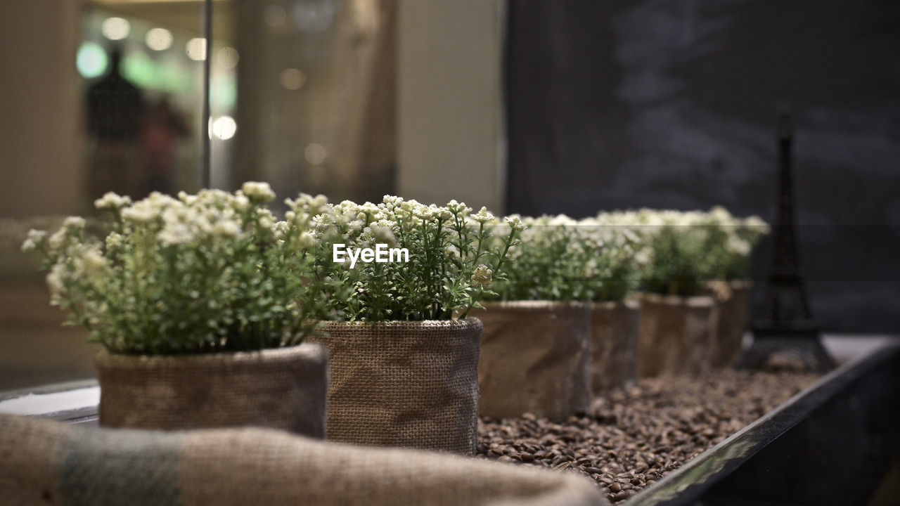 CLOSE-UP OF POTTED PLANTS IN POT