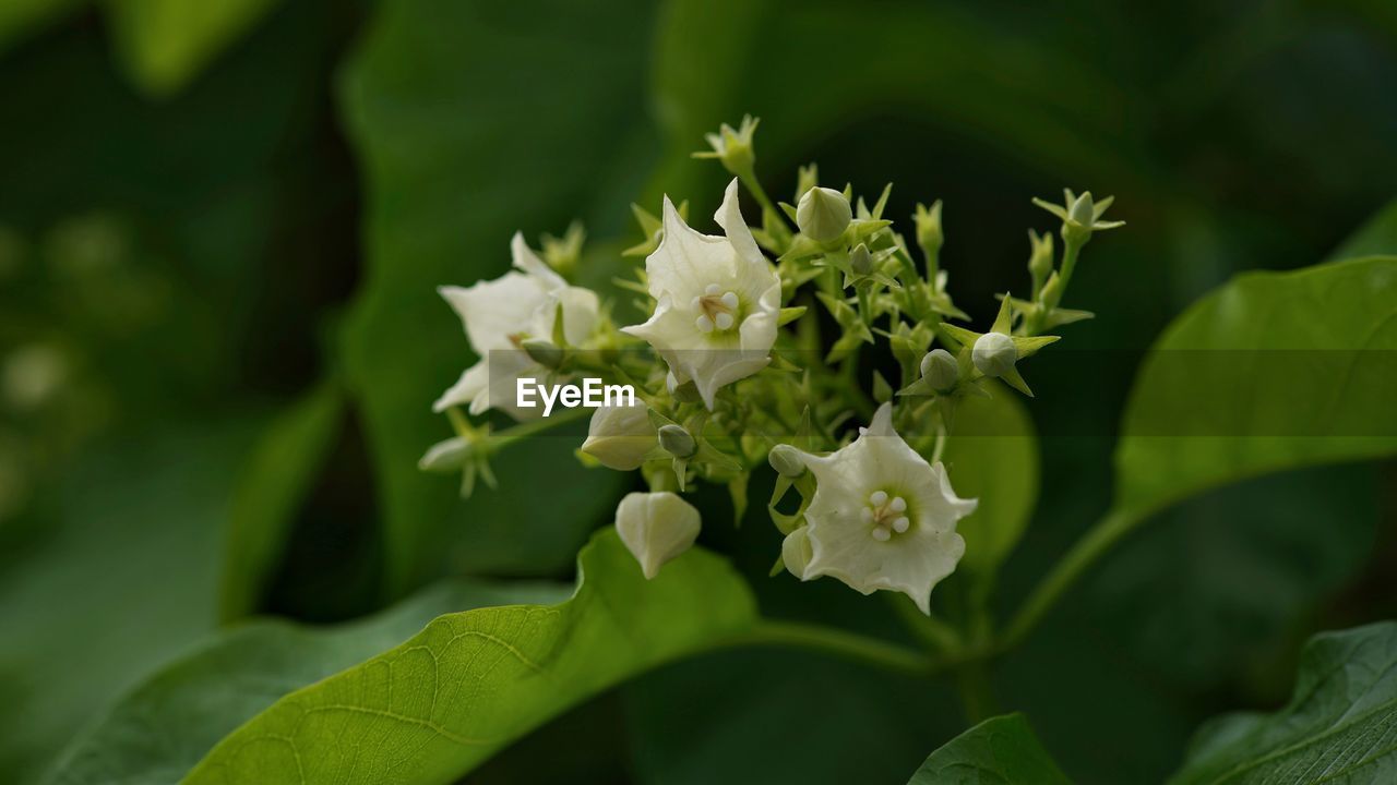 CLOSE-UP OF WHITE FLOWERING PLANT WITH GREEN LEAVES