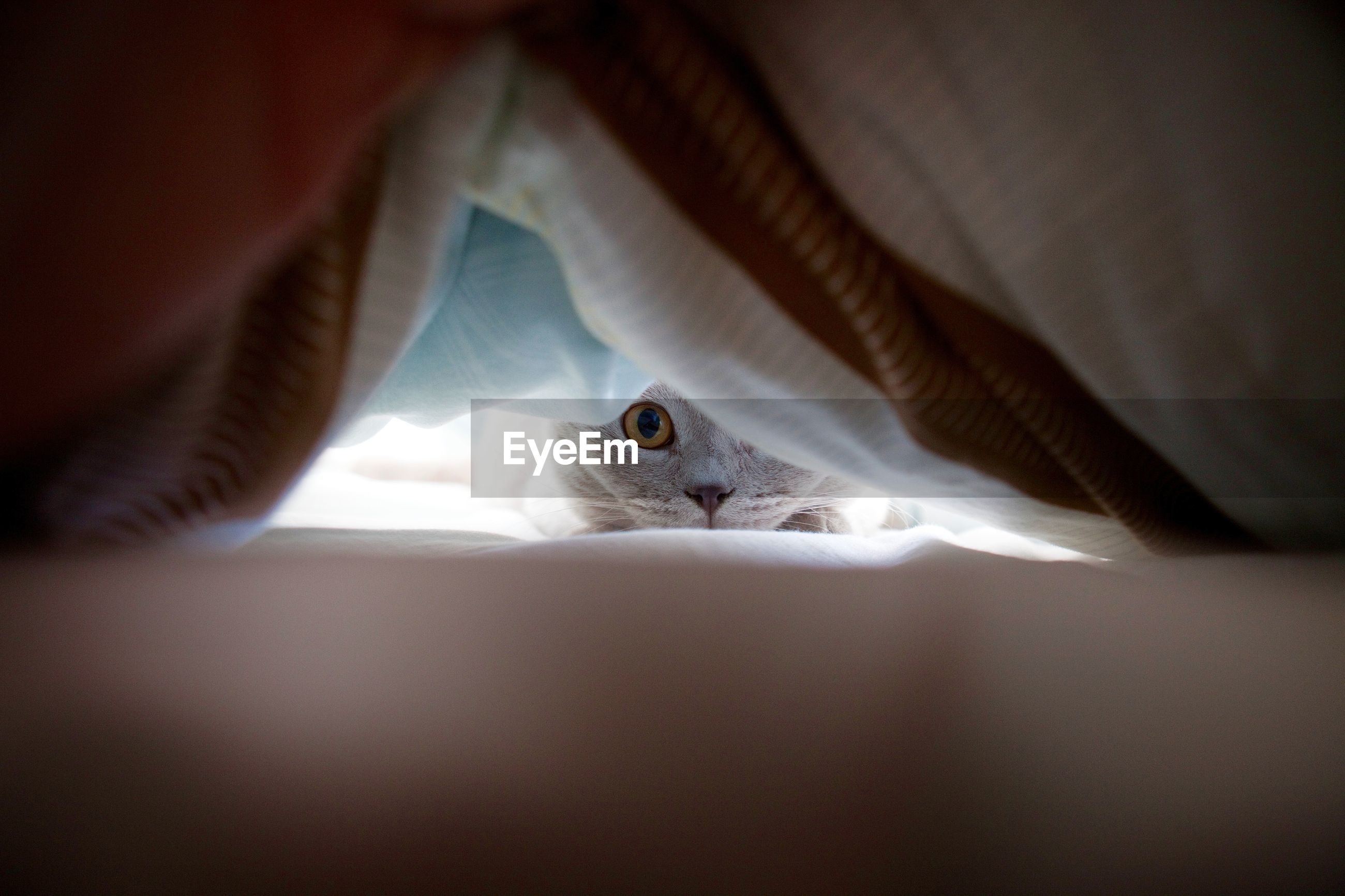 Portrait of cat covered with blanket ID 80260401