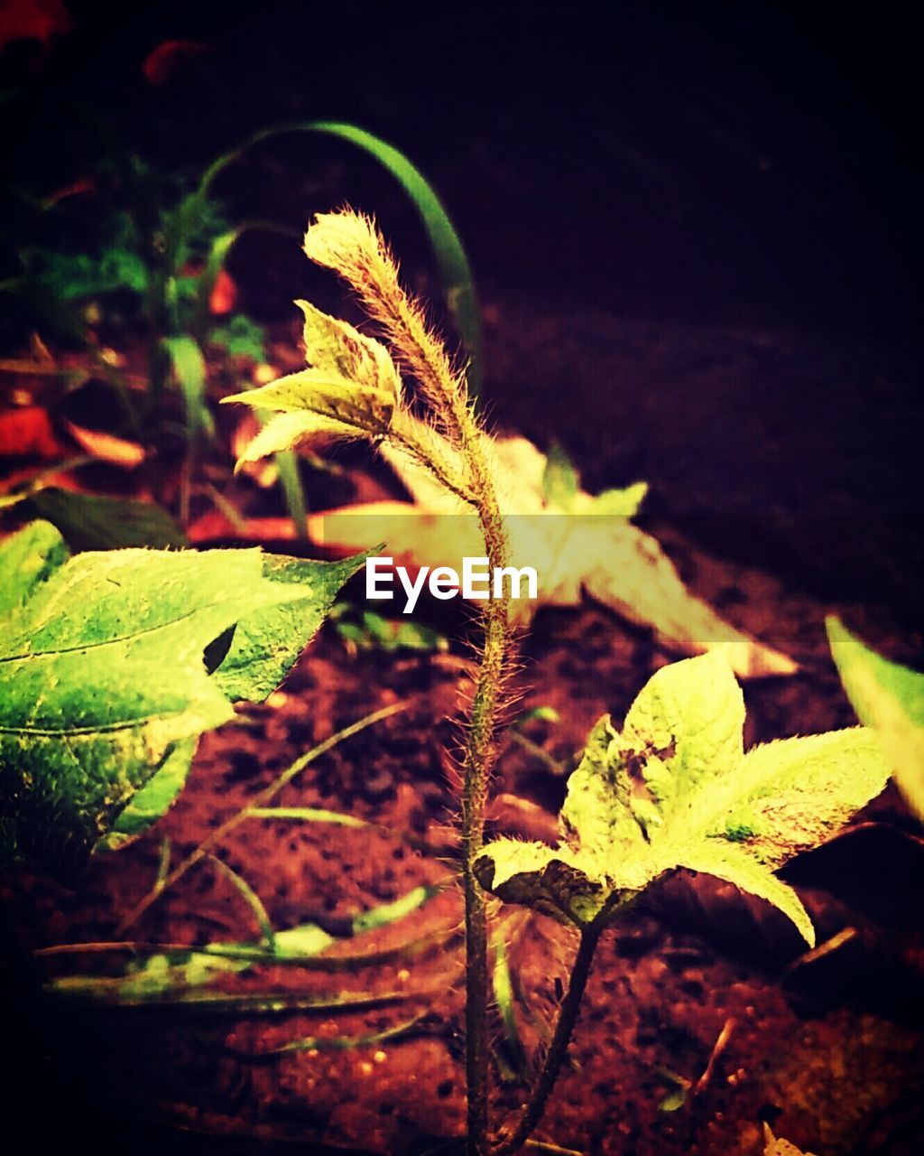 CLOSE-UP OF PLANT