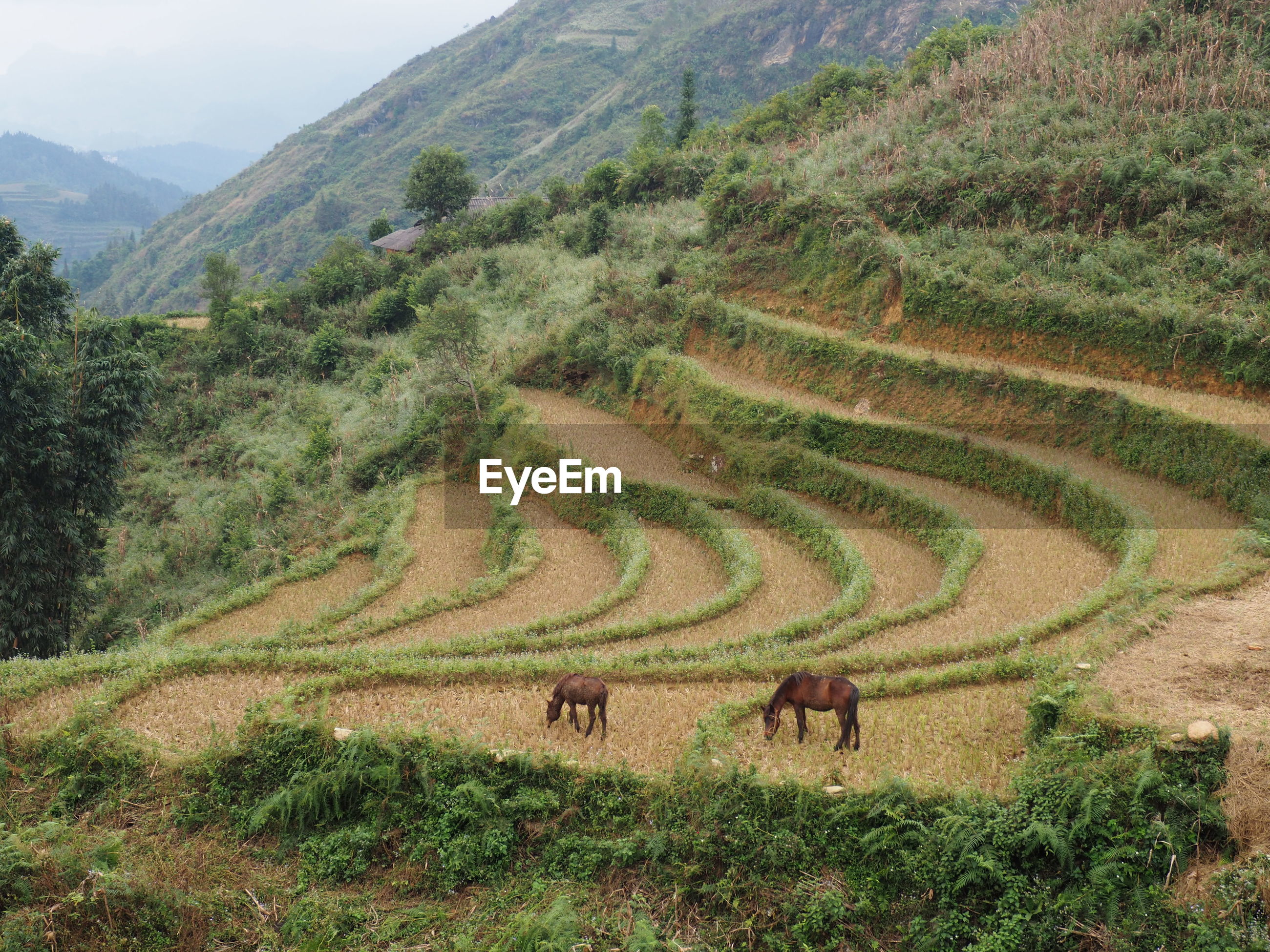 View of an animal on landscape | ID: 134332361