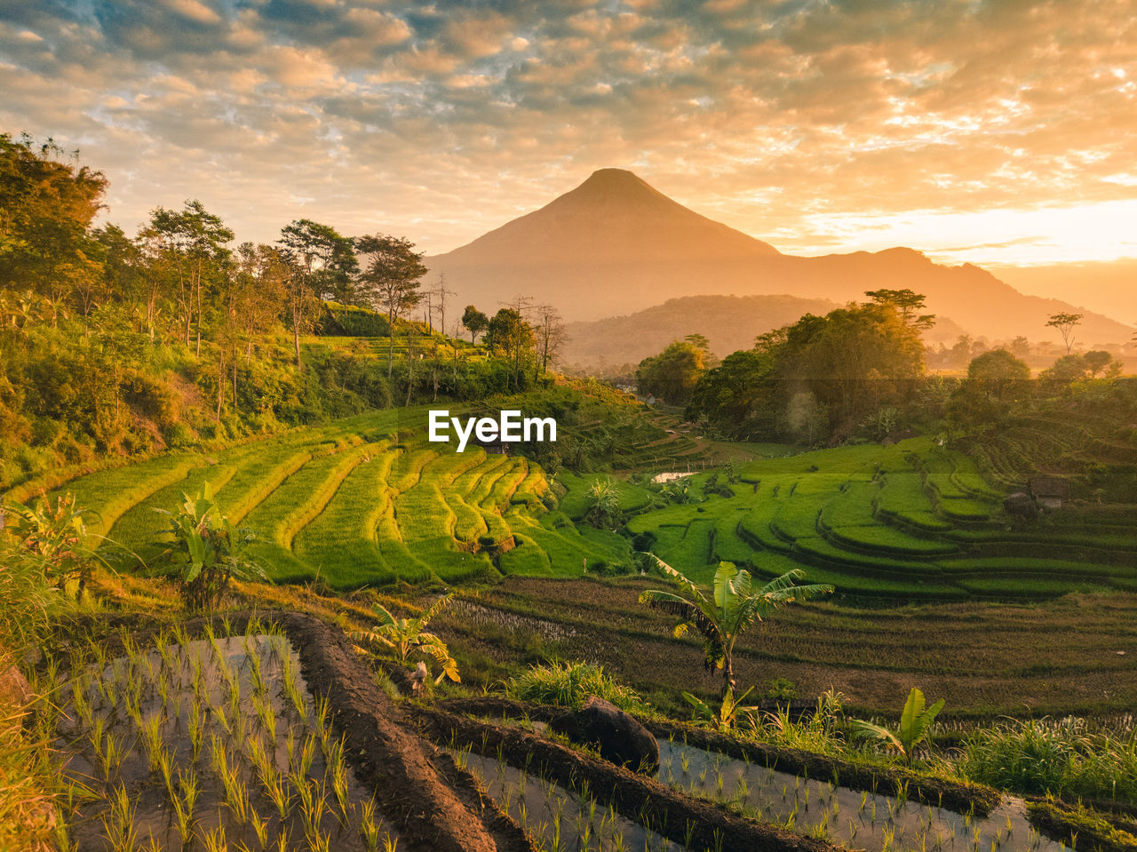 Scenic view of agricultural field against sky during sunset
