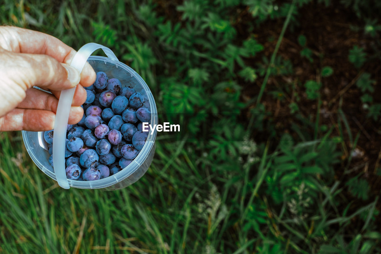 Hand holding plastic bucket with blueberries while harvesting