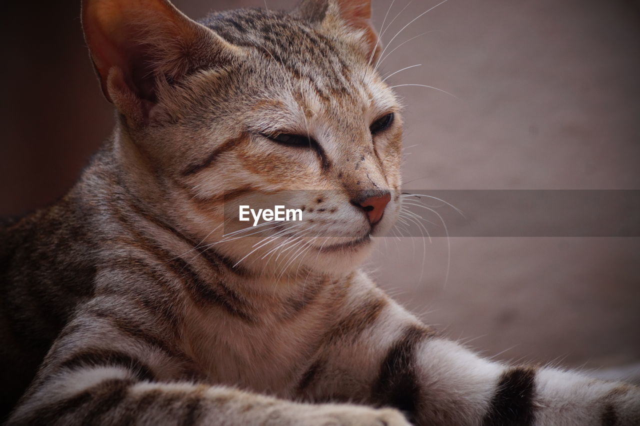 Close-up of a cat looking away