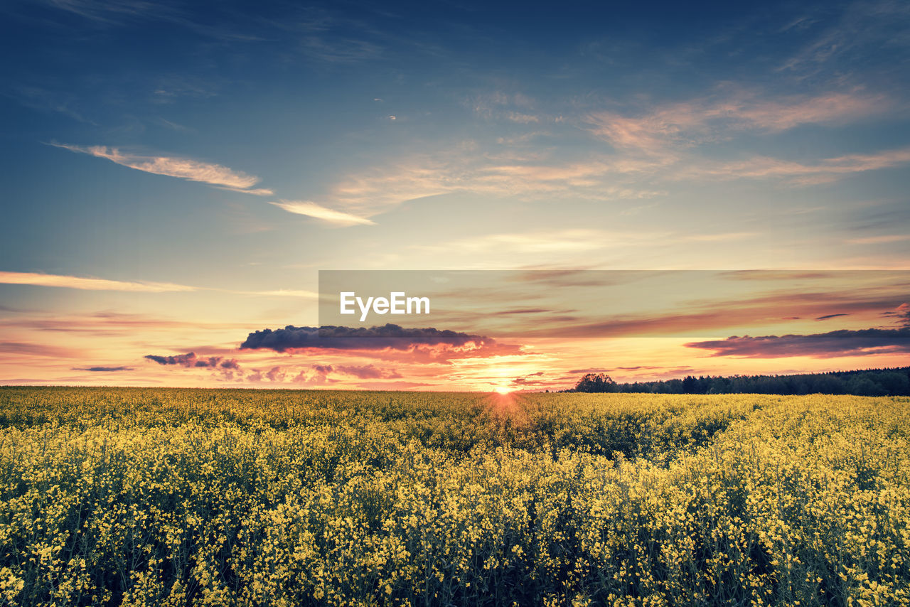 Scenic view of field against sky during sunset