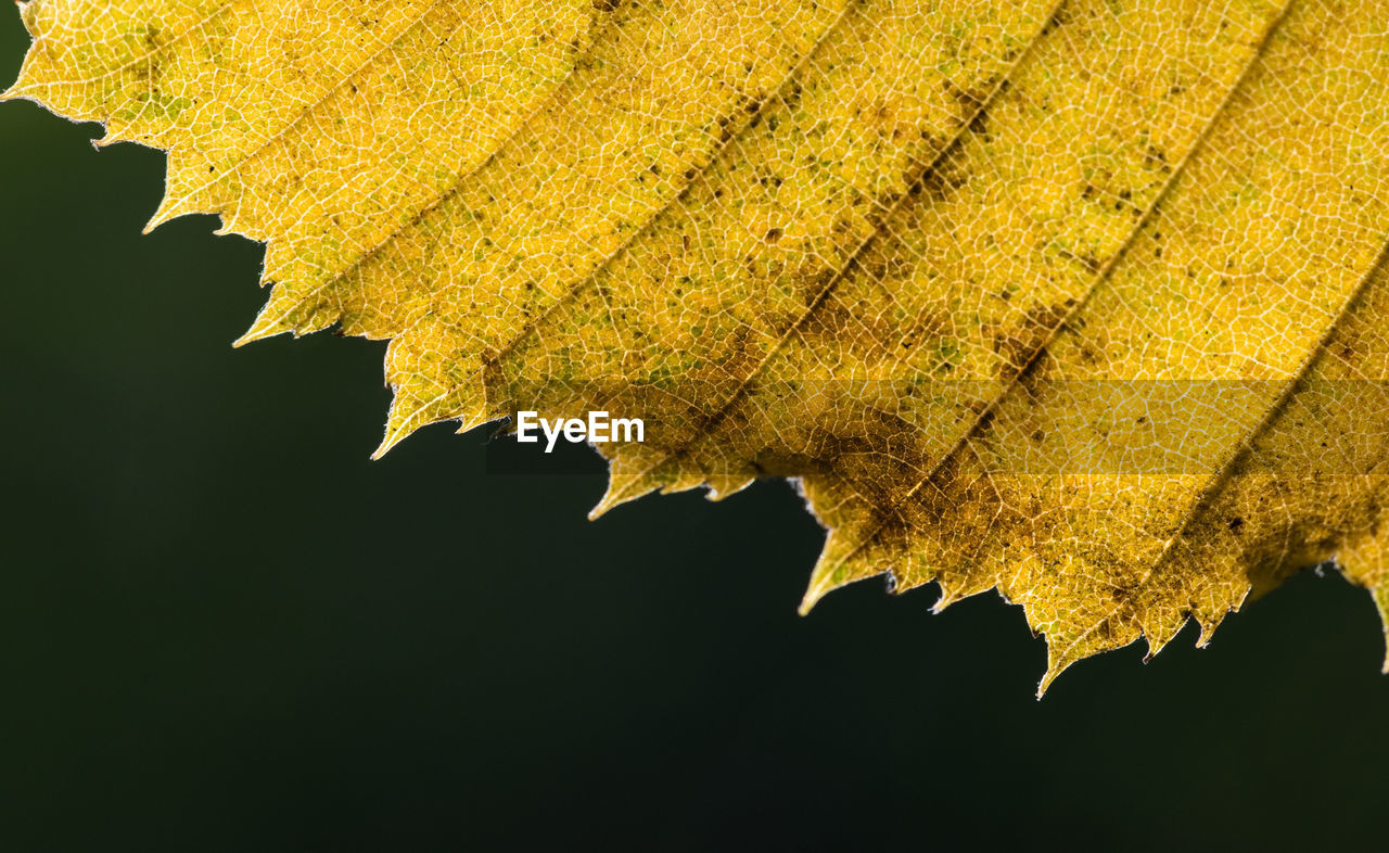 CLOSE-UP OF YELLOW LEAF ON WATER