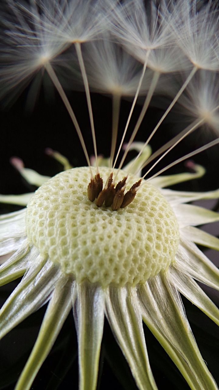 Close-up of dandelion against black background