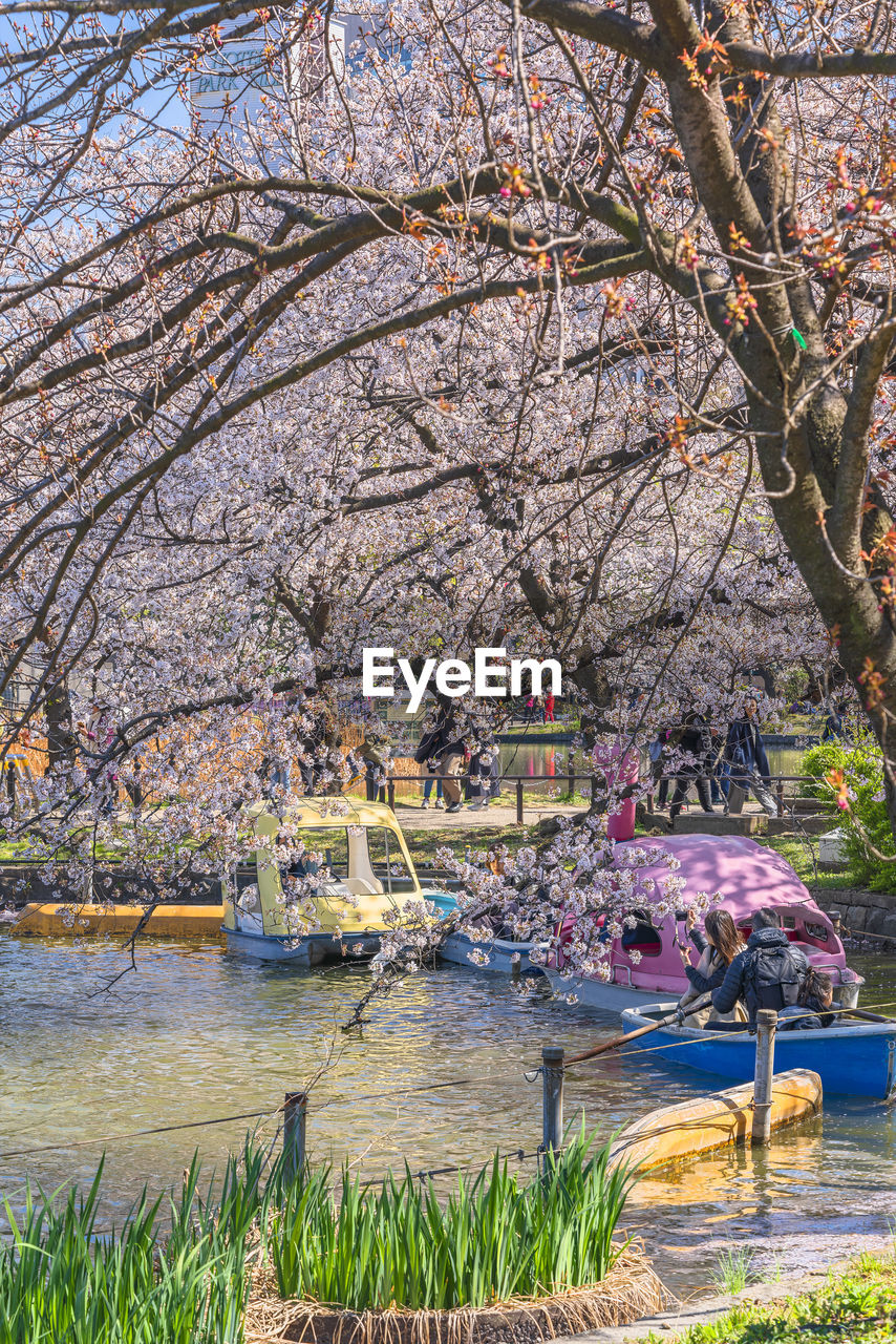 VIEW OF CHERRY BLOSSOM AT PARK