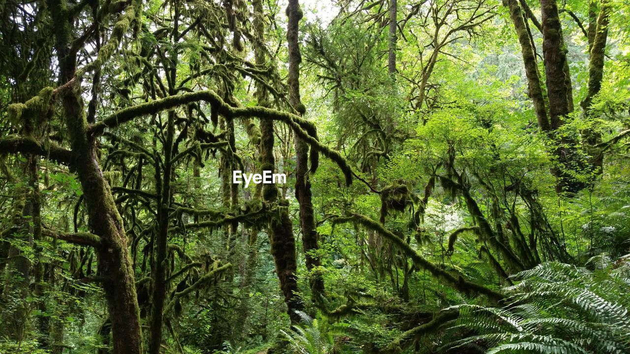 Trees and fern plants growing in rainforest