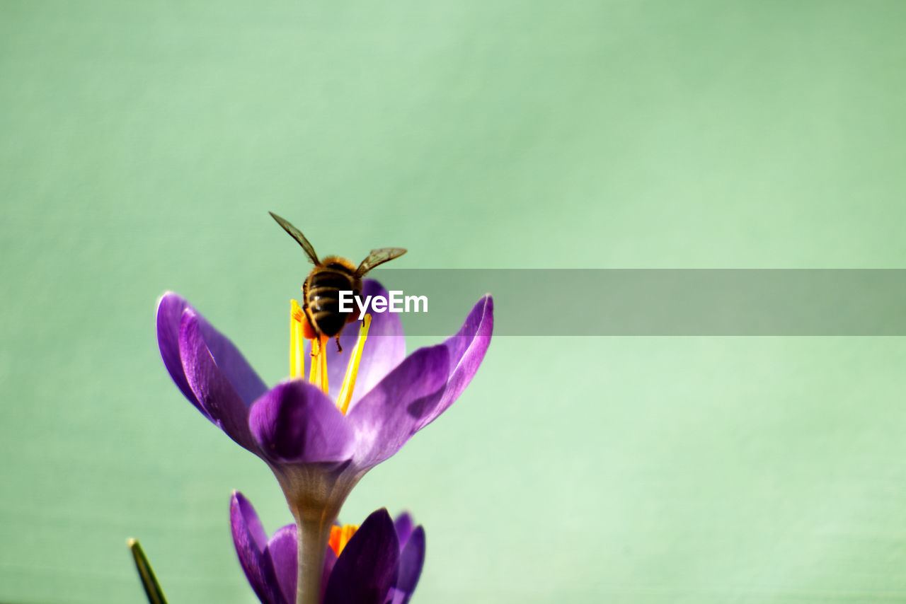 Honey bee on a purple crocus flower - crocus tommasinianus on a green background. bee pollinating