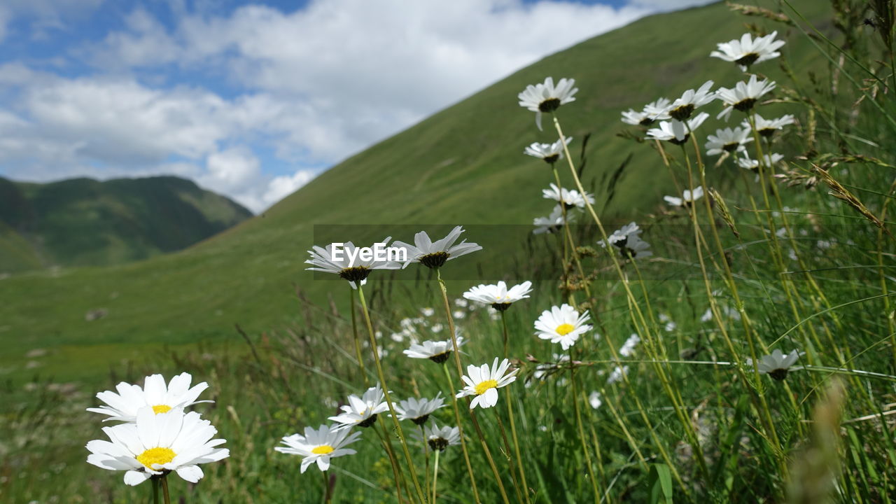 WHITE DAISIES ON FIELD