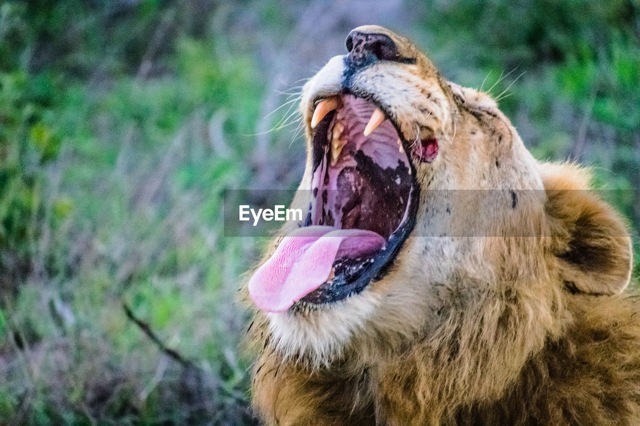 CLOSE-UP OF DOG YAWNING IN MOUTH OPEN