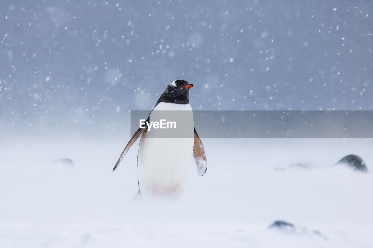 Gentoo penguin standing in a blizzard at yankee harbour, south shetland islands, antarctica.