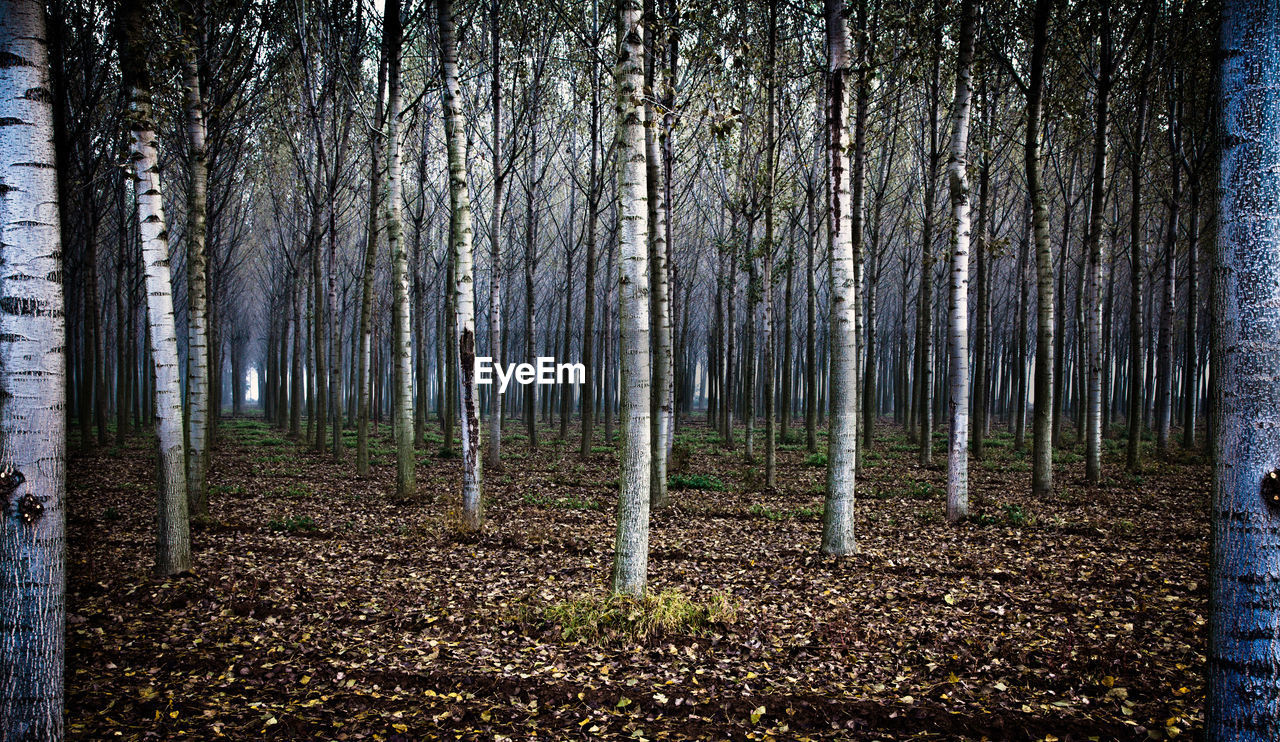 VIEW OF TREES ON LANDSCAPE