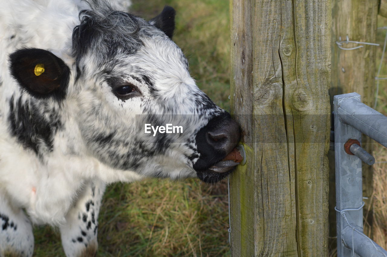 Close-up of cow biting nail on wood