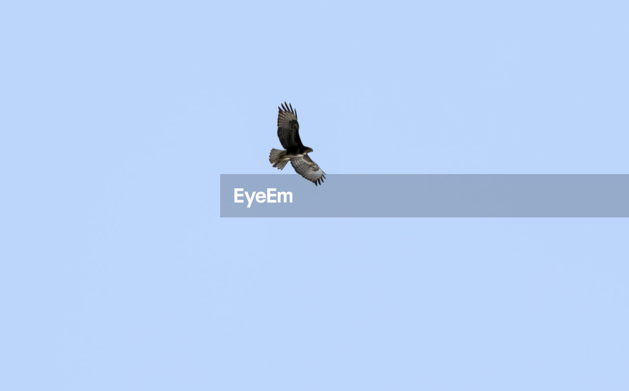 LOW ANGLE VIEW OF A BIRD FLYING