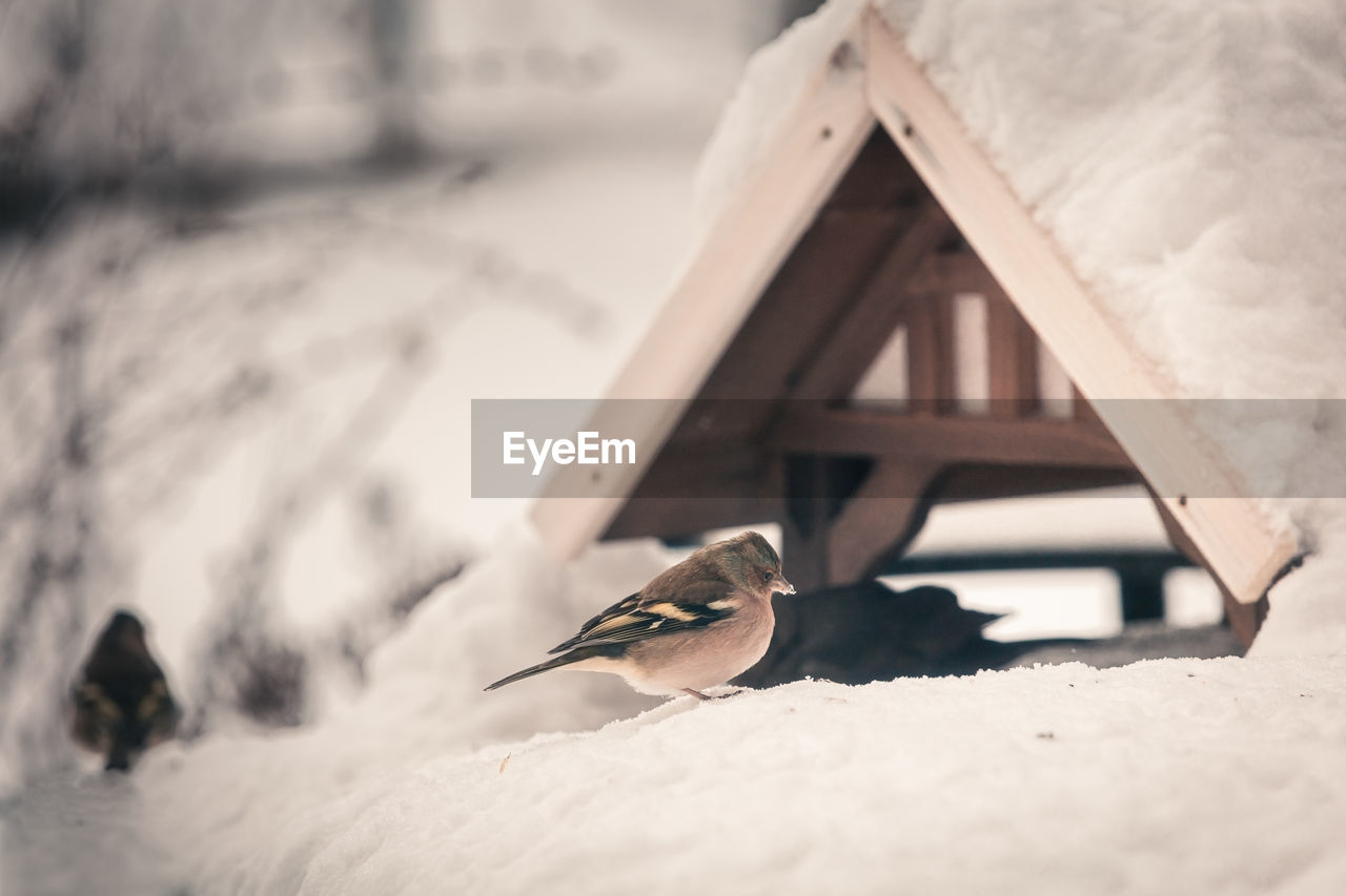 VIEW OF BIRDS ON SNOW