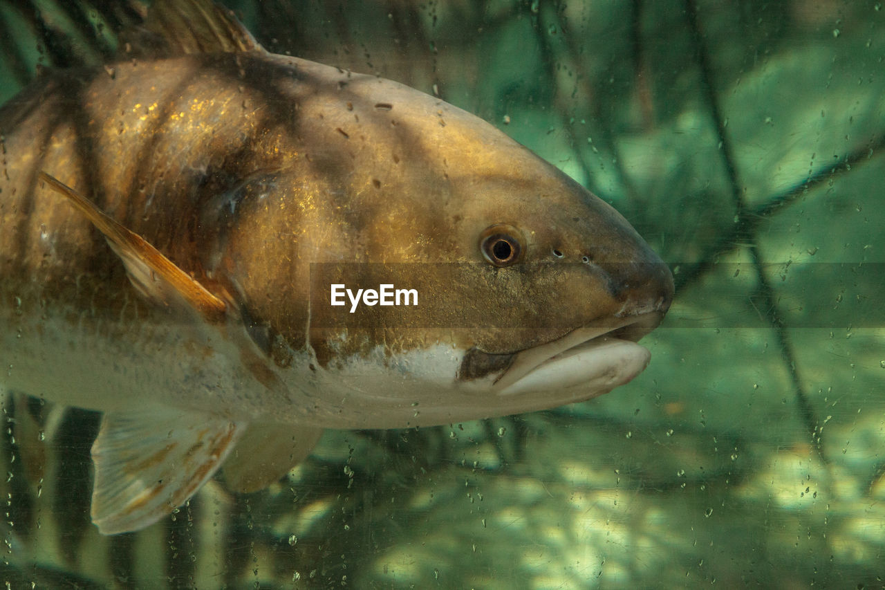 Hardhead sea catfish ariopsis felis can live in freshwater or brackish water.