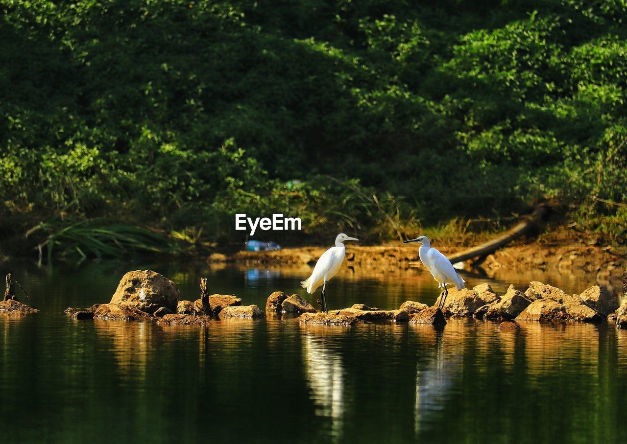 Birds in a lake