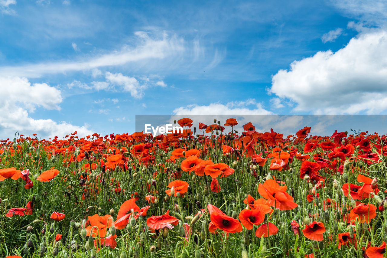RED POPPIES BLOOMING IN FIELD
