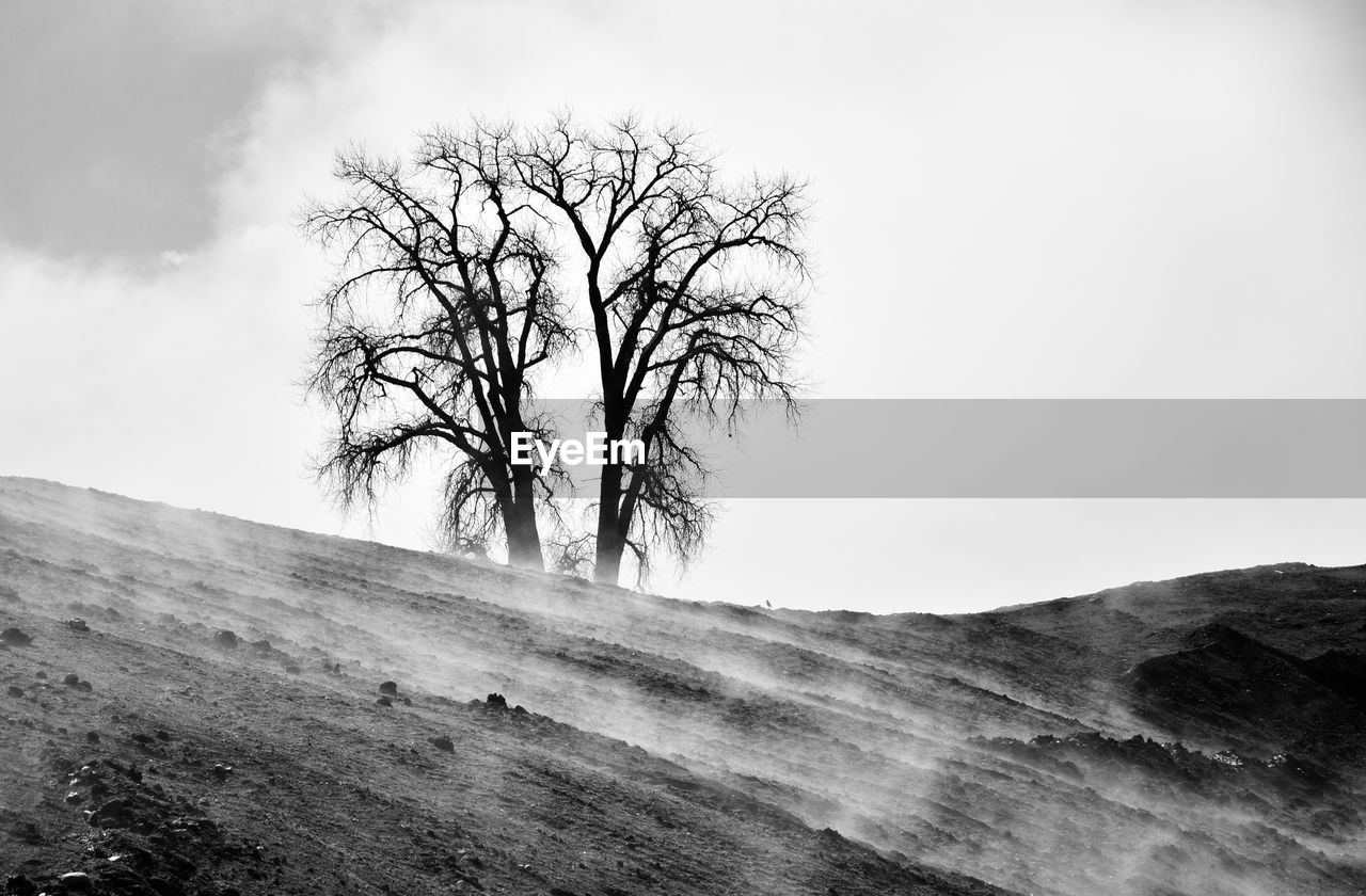 Bare tree on landscape against sky