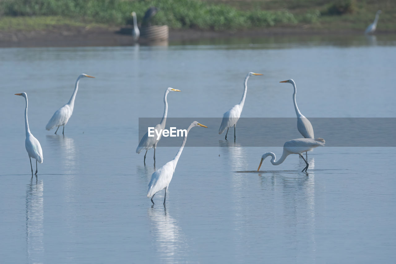 BIRDS IN THE LAKE