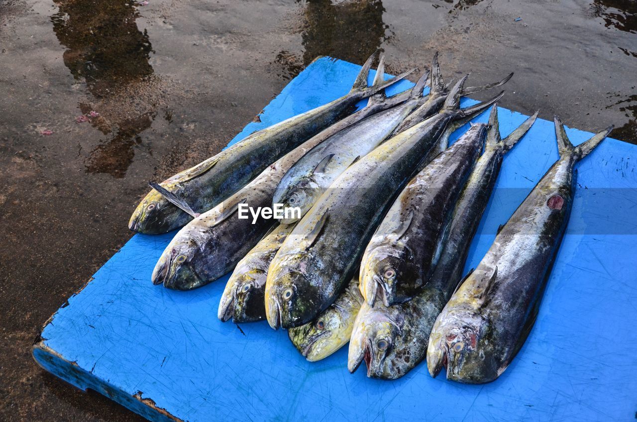 High angle view of barracuda fish for sale at market