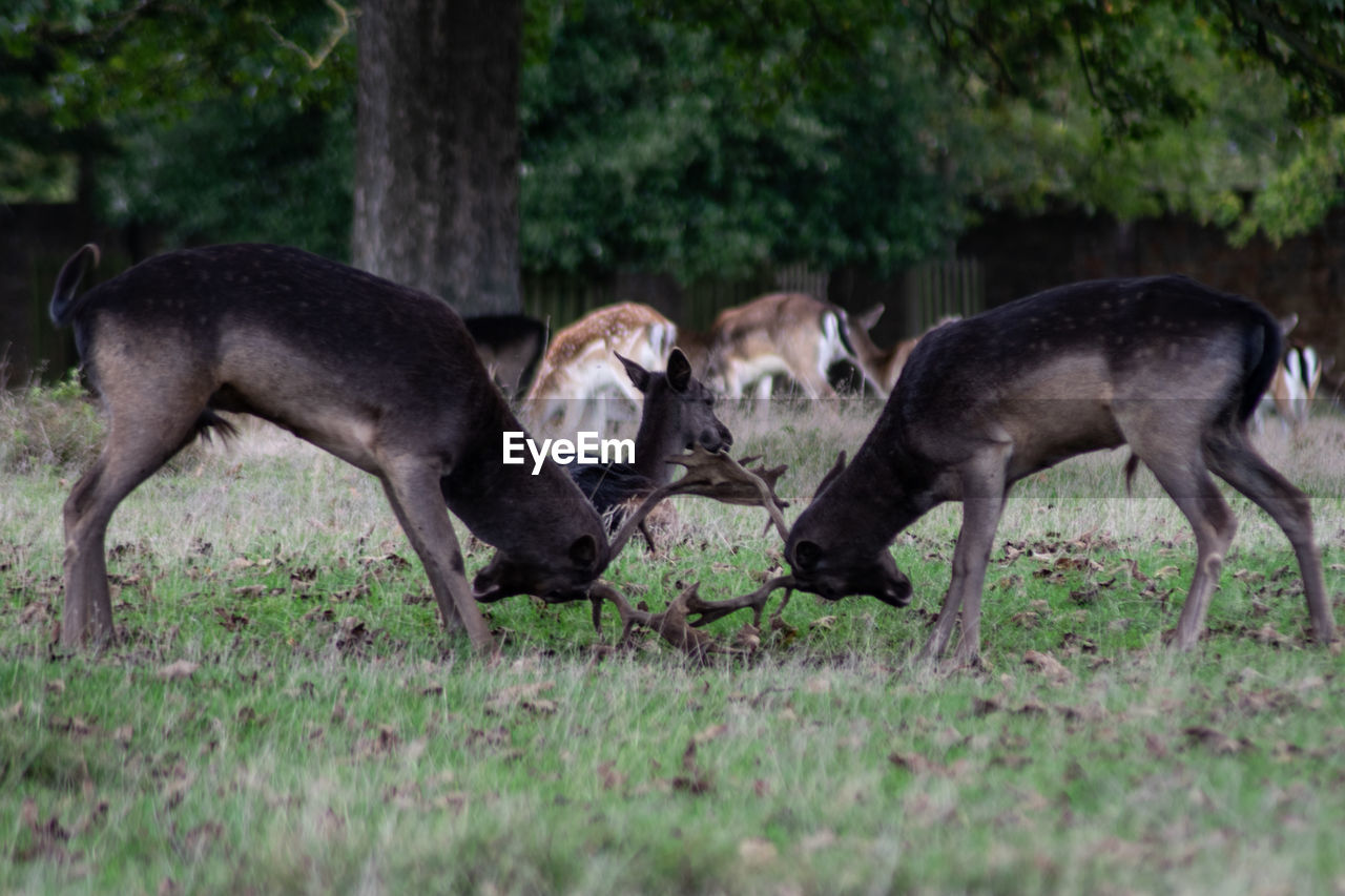 Fighting for the dominance