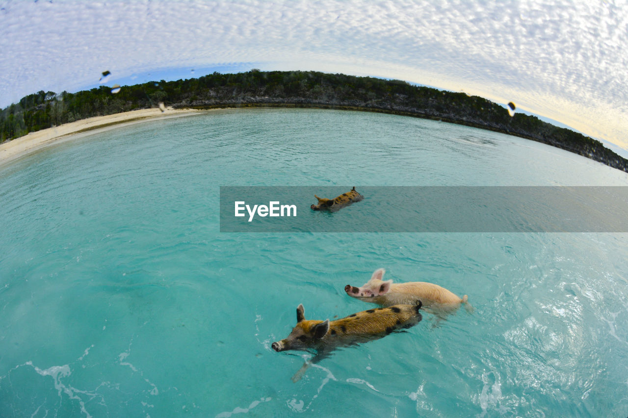 High angle view of pigs swimming in sea