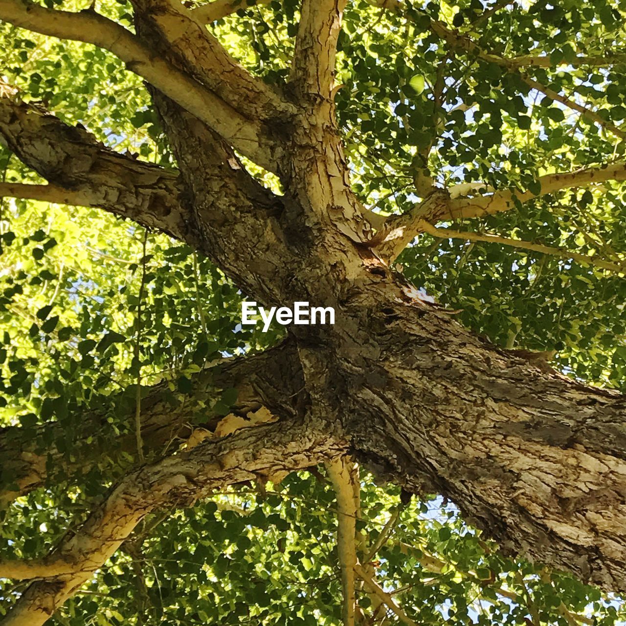 Low angle view of tree branches | ID: 107161197