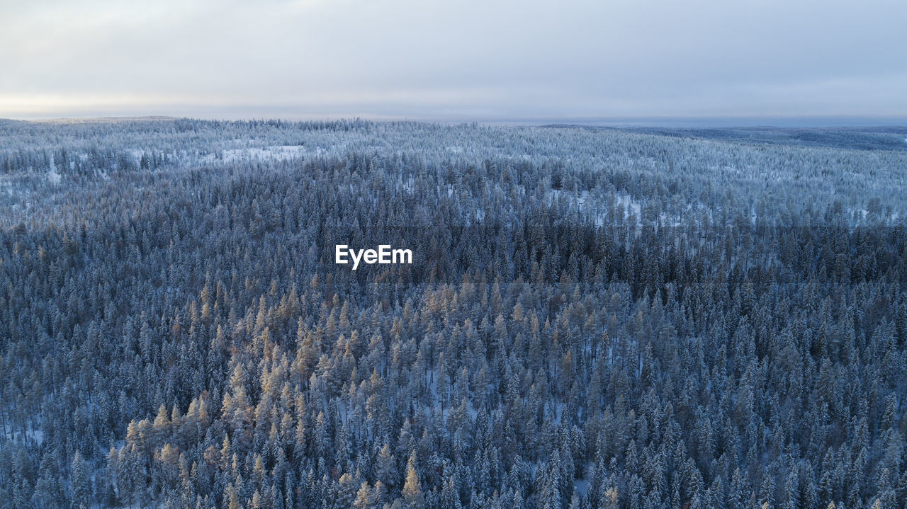 Aerial view of swedish forest at winter in jämtland county.