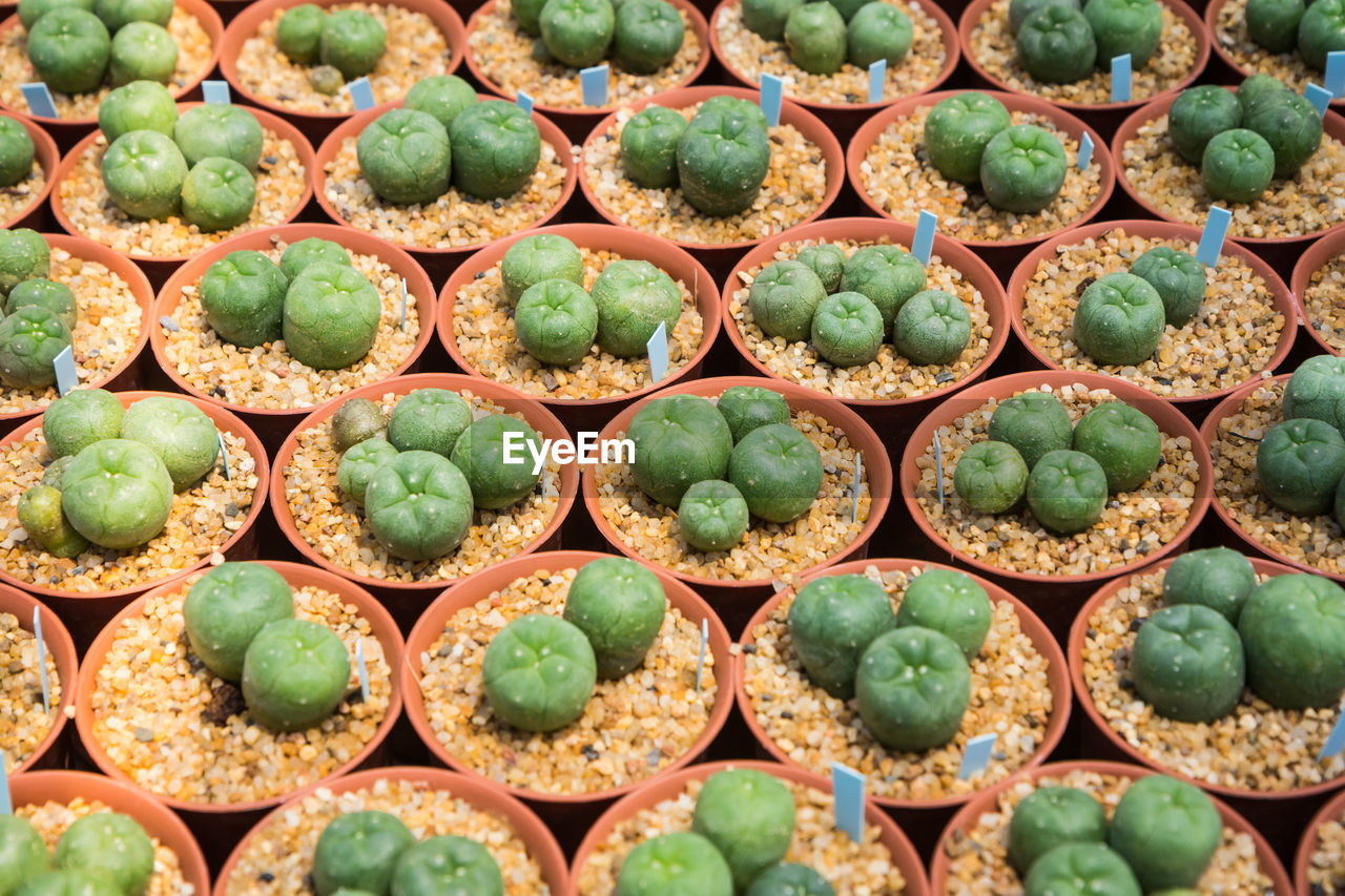 Full frame shot of cactus for sale in market