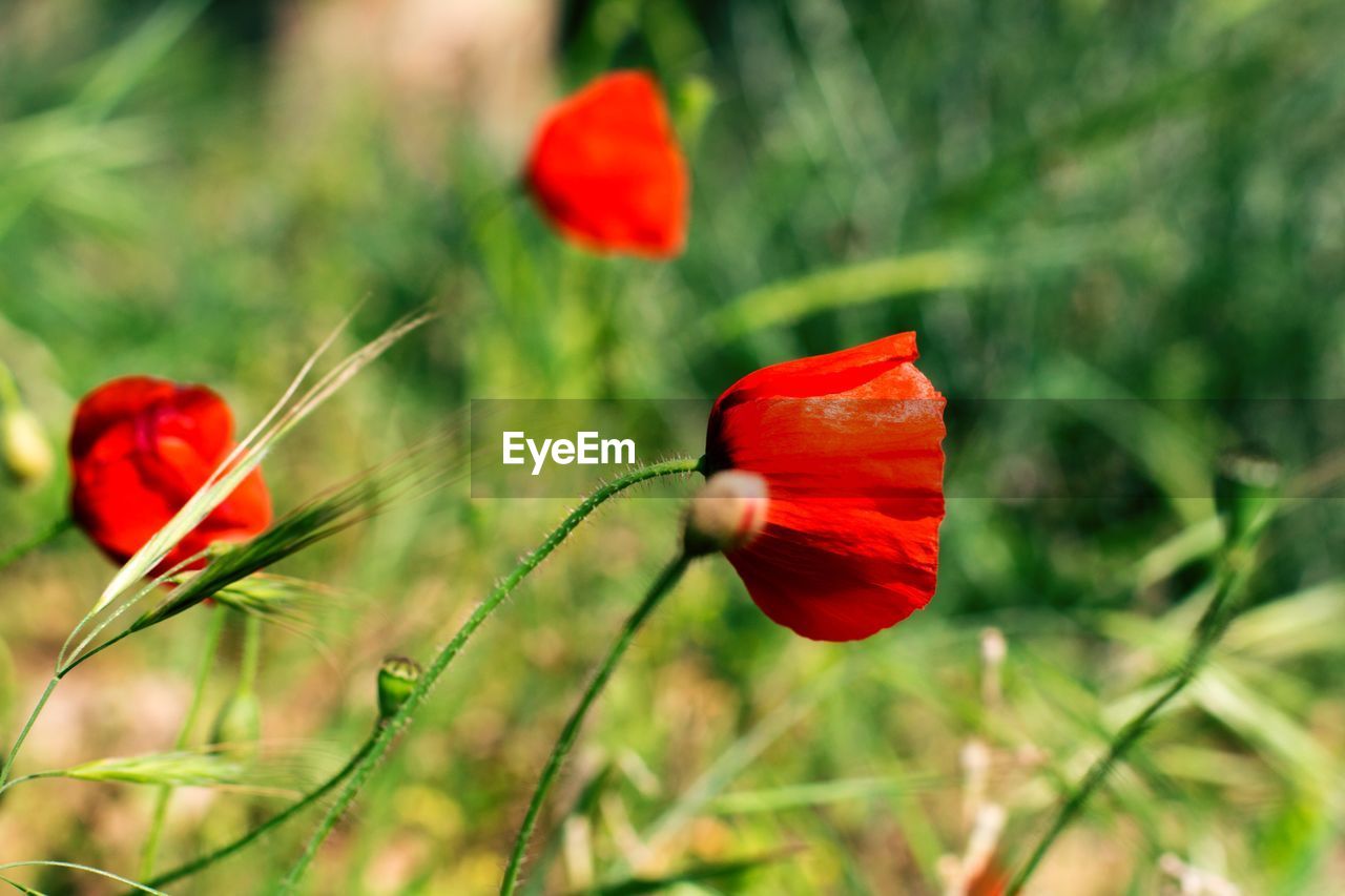 Close-up of fresh red poppy flowers blooming in field