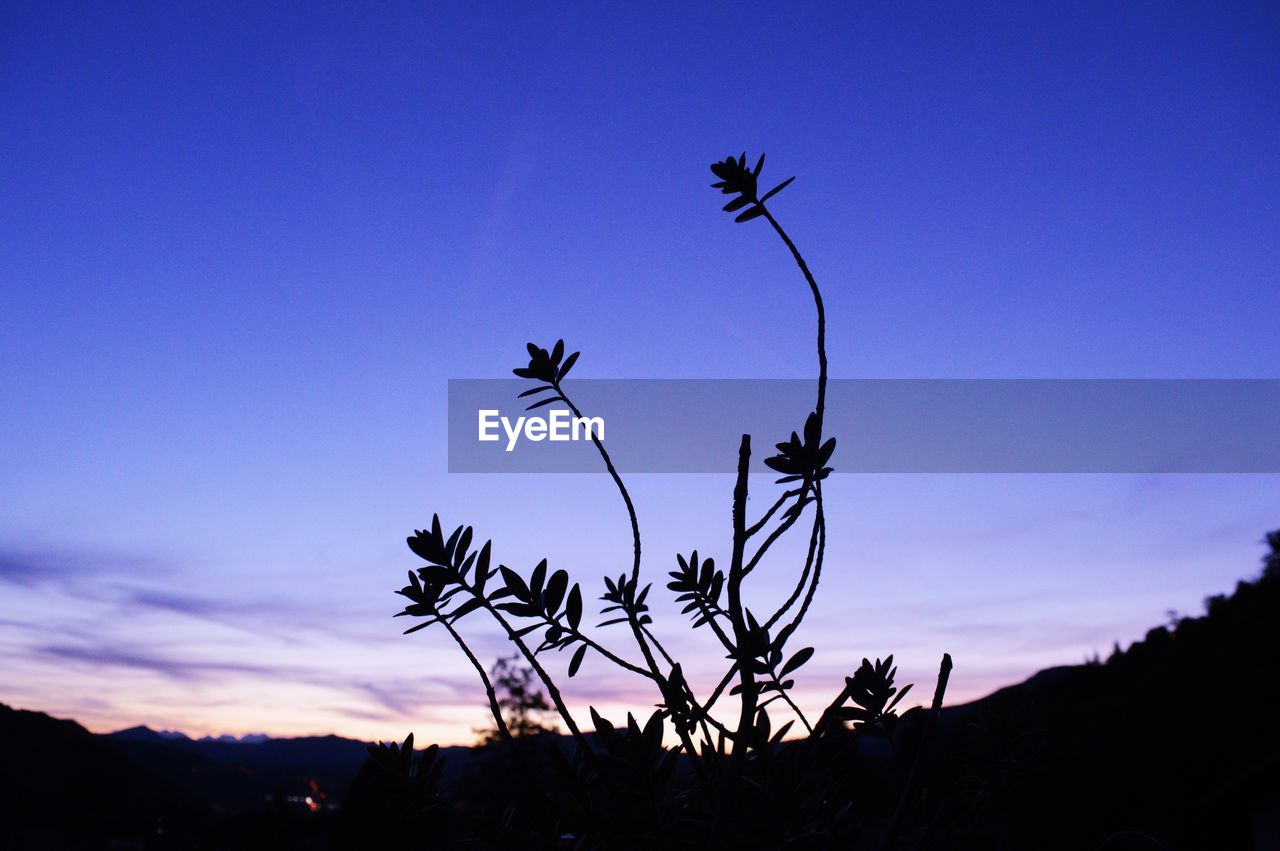 LOW ANGLE VIEW OF SILHOUETTE PLANT AGAINST SKY DURING SUNSET