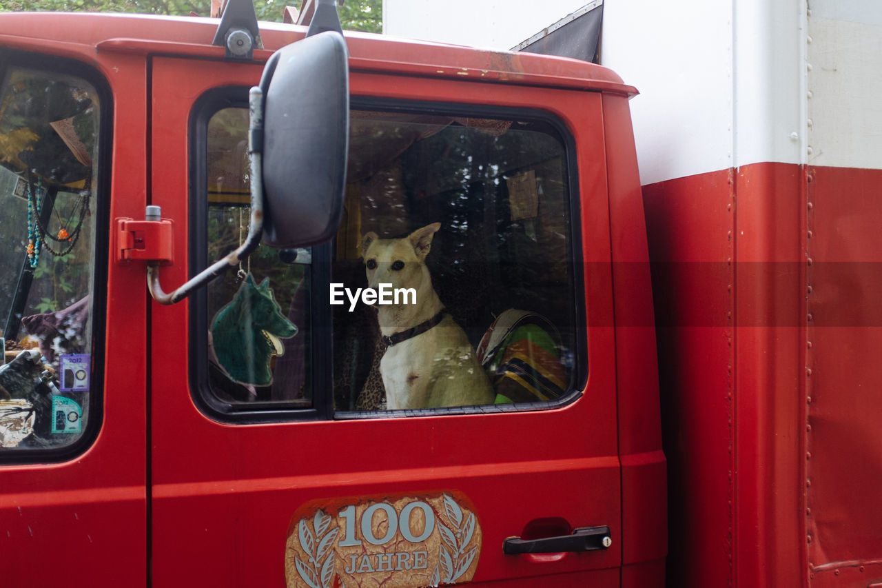 Portrait of dog in red semi-truck seen through window