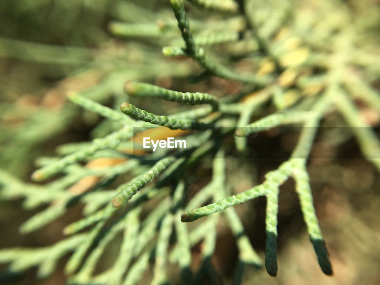 Close-up of plant growing outdoors